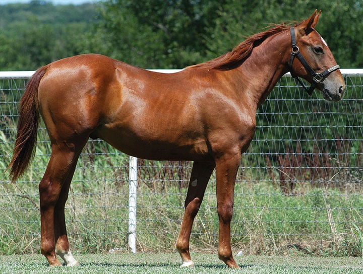 M/R Cutting Horses Sale Horses